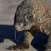 dragon_komodo_hsb_rinca_v_0631_kom2398.jpg